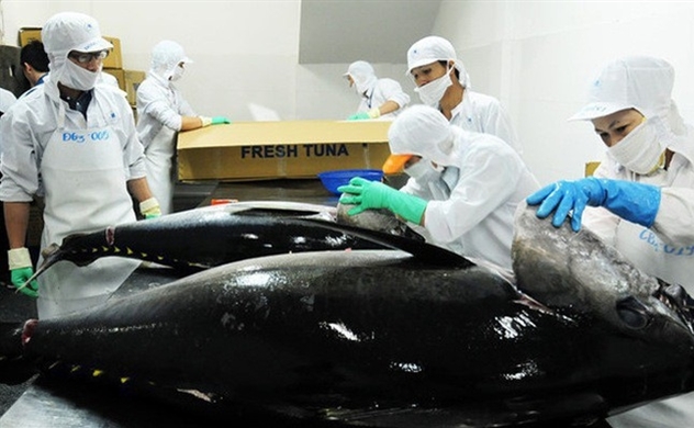 Cá ngừ xuất khẩu ảnh hưởng bởi đại dịch covid 19