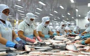 Tốc độ tăng trưởng kim ngạch xuất khẩu cá ngừ của Việt Nam tăng 20%