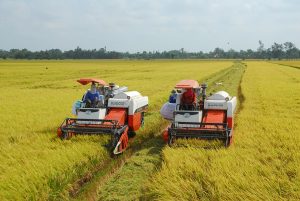 Giá thành sản xuất lúa ĐBSCL tăng mạnh